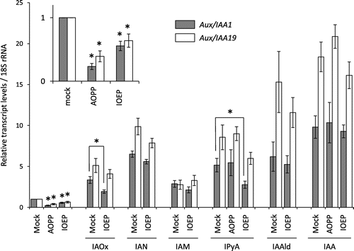 Fig. 3. qRT-PCR analysis of Aux/IAA1 and Aux/IAA19 gene expression in response to treatment with IOEP and IAA biosynthesis intermediates.Note: WT seeds were sterilized and grown for 7 d in half-strength MS liquid medium. The seedlings were pretreated with 60 µm AOPP or 60 µm IOEP for 2 h and then treated with 10 µm IAA or its biosynthesis intermediate for 1 h. qRT-PCR analysis was done as described previously.Citation8) Data represent means ± SE (n = 3). Statistically significant differences relative to mock treatment are indicated by asterisks (student’s t-test, *p < 0.1).