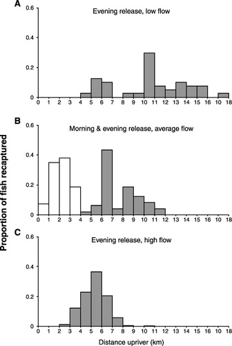 Figure 5 Distance upriver from the release point recaptured fish travelled on the first day of fishing. A, When fish were released in the evening with a low river flow; B, when fish were released in the morning with an average river flow (white bars) and in the evening with an average river flow (grey bars); C, when fish were released in the evening with a high river flow.