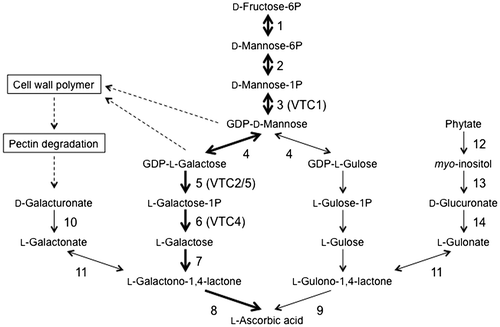 Fig. 3. Proposed ascorbate biosynthetic pathways in higher plants.Notes: Thick arrows indicate the d-Man/l-Gal pathway. Parentheses indicate the names of ascorbate-deficient (VTC) Arabidopsis mutants. Enzymes: Enzymes: 1, phosphomannose isomerase; 2, phosphomannomutase; 3, GDP-d-Mannose pyrophosphorylase; 4, GDP-d-Mannose-3′,5′-epimerase; 5, GDP-l-Galactose phosphorylase; 6, l-Galactose-1P phosphatase; 7, l-Galactose dehydrogenase; 8, l-Galactono-1,4-lactone dehydrogenase; 9, l-Gulono-1,4-lactone dehydrogenase; 10, d-Galacturonate reductase; 11, aldonolactonase; 12, purple acid phosphatase; 13, myo-inositol oxygenase; 14, d-Glucuronate reductase.