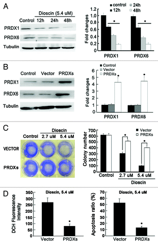 Figure 5. The crucial role of PRDX1 and PRDX6 in dioscin-induced apoptosis and oxidative stress in Kyse510 cells. (A) Kyse 510 Cells were treated with dioscin at IC50 dose for 12, 24 and 48 h. The results showed that the expression of both PRDX1 and PRDX6 were downregulated with increasing administration time. The results are consistent with the 2-DE proteomic analysis. (B) PRDX1 and PRDX6 were subcloned and co-transfected into Kyse510 cells. pcDNA 3.1(+) empty vector was also stably transfected into Kyse510 cells and used as negative control. (C) Overexpression of PRDX1 and PRDX 6 significantly blocked the colonogenic inhibitory effects induced by dioscin (values represents as means ± SD, n = 3, *p < 0.05). (D) Overexpression of PRDX1 and PRDX6 abrogated the induction of ROS burst and apoptosis by dioscin administration. Values represents as means ± SD, n = 3, *p < 0.05.