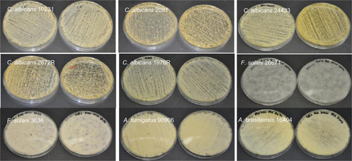 Figure S2 Growth of yeast/fungal pathogens on gelatin fiber mats (without any antifungals).Abbreviations: C. albicans, Candida albicans; F. solani, Fusarium solani; A. brasiliensis, Aspergillus brasiliensis; A. fumigatus, Aspergillus fumigatus.