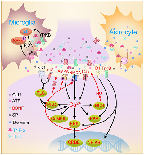 Figure 5 The similarities and differences between hippocampal LTP and spinal LTP. Similarities (indicated by red text): in both spinal dorsal and hippocampus, the induction of LTP depends on Ca2+ rise in postsynaptic neurons resulting from opening of NMDA receptors and Cavs; to a less extent, opening of α-amino-3hydroxy-5-methyl-4-isoxazolepropionic acid (AMPA) receptor channels; and from Ca2+ release from intracellular store (not shown). The expression of LTP, referring to the enhanced efficacy of synaptic transmission manifested by persistent increase in magnitude of excitatory postsynaptic potentials, is primarily resulting from the enhancement of AMPA receptor currents produced by the receptor phosphorylation and the receptor insertion into postsynaptic membrane. The maintenance of spinal LTP is supported by activation of signal transduction pathways by Ca2+ rise in postsynaptic neurons. Early-phase LTP (<3 h) needs activation of PKA, PKC, CaMKII, ERK and phospholipase C (PLC) activated by neurokinin 1 (NK1) receptors and metabotropic glutamate (mGlu) receptors, and release of nitric oxide (NO). Late-phase LTP (>3 h) depends on gene transcription mediated by CREB and NF-κB and de novo protein synthesis (seeCitation47 for a review). Activation of both TrkB and dopamine D1 receptors induces late-phase LTP in both hippocampus and spinal dorsal horn. Disrupting glutamate transporter 1 (GLT-1) in astrocytes, which regulates synaptic transmission via reuptaking glutamate, blocks LTP in both hippocampusCitation361 and spinal dorsal horn.Citation362 Differences (blue text): activation of either microglia or astrocytes and overproduction of TNF-α or IL-1β inhibit hippocampal LTP but are essential for spinal LTP induction. Also, activation of ligand-gated ATP receptors (P2X4 and P2X7), p38 mitogen-activated protein kinase (MAPK) and Src-family kinases (SFKs) in microglia of spinal dorsal horn is essential for induction of spinal LTP (seeCitation47 for a review). Meanwhile, in hippocampus, blockage of P2X7 attenuates age-related LTP deficits.Citation363 The roles of P2X4 and SFKs in glial cells for hippocampal LTP remain elusive. Adapted with permission from Liu XG, Zhou LJ. Long-term potentiation at spinal C-fiber synapses: a target for pathological pain. Curr Pharm Des. 2015;21(7):895–905.Citation47