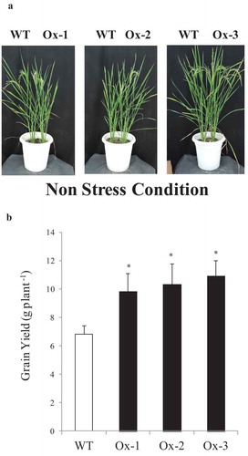 Figure 6. Overexpression of AtICE1 improved yield under nonstress conditions. (a) Response of AtICE1 transgenic and WT plants under non stress condition. (b) Yield data from control plants of three independent experiments (cold, salt, and drought) conducted at different time of the year were pooled analyzed. Each experiment was performed with six biological replicates (n = 18). Error bar indicates ±SE. *means P < .05. *means P < .05