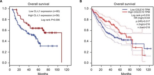 Figure 2 (A) Kaplan–Meier analysis of the relationship between overall survival and CL-L1 expression, (B) the prognostic effect of the COLEC10 mRNA level in HCC from GEPIA database.Notes: n(high): Samples with expression level higher than the median of TPM (transcripts of per million) are considered as the high-expression cohort. n(low): Samples with expression level lower than the median of TPM are considered the low-expression cohort.Abbreviations: COLEC10, collectin subfamily member 10; GEPIA, Gene Expression Profiling Interactive Analysis; HCC, hepatocellular carcinoma; HR, hazard ratio; TPM, transcripts per million.