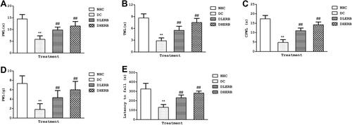 Figure 2 Effect of EBR on alleviating thermal hyperalgesia, cold, mechanical allodynia and improving motor coordination activity in DPN rats. (A) PWL of the hot plate test, (B) TWL of the tail flip test, (C) cold paw withdrawal latency (D) paw withdrawal latency measured by Von Frey filament (E) rotarod test. Data was presented as the mean ± SD (n = 6). **P<0.05 vs HNC group, ##P<0.05 vs DC group.