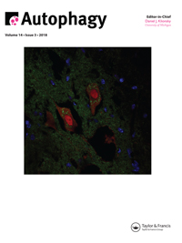 Cover image for Autophagy, Volume 14, Issue 3, 2018