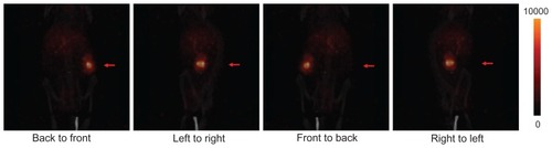 Figure 2 Projection microSPECT/CT imaging of nude mice bearing SKOV-3 xenografts (red arrow) 72 hours post injection. In four different projection positions, the ovarian cancer xenograft showed much greater uptake of nanomicelles in comparison with the rest of the body at 72 hours post injection.