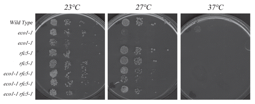 Figure 1 rfc5-1 mutation suppresses ctf7eco1-1 mutant cell conditional growth. Growth of 10-fold serial dilutions of wildtype, ctf7eco1-1 and rfc5-1 single mutant strains compared to that of ctf7eco1-1 rfc5-1 double mutant strains (three independent isolates shown). Colony growth shown for cells on rich medium plates maintained at 23°C, 27°C and 37°C.