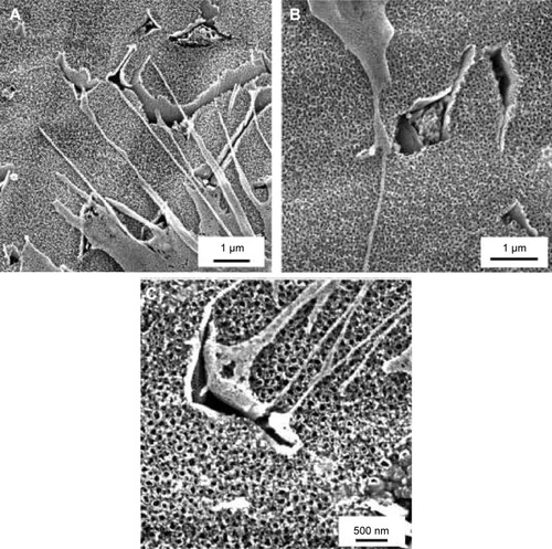 Figure 2 Scanning electron microscopy images of 10 V, 20 V, and 30 V samples with Saos-2 cells on day 3 after seeding.Notes: Scale bar 1 μm (A, B), scale bar 500 nm (C). Vega3 scanning electron microscope (Tescan).