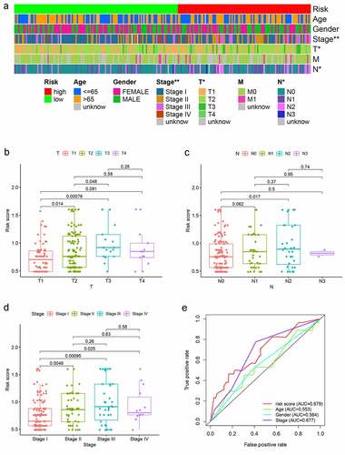 Figure 5. Analysis between clinicopathological features and the risk model. (a–d) A strip chart along with the scatter diagram showed that T stage and N stage, and clinical stage were significantly associated with the risk score. (e) Risk score curve has the maximum AUC value (AUC = 0.679) compared to the other clinicopathological features