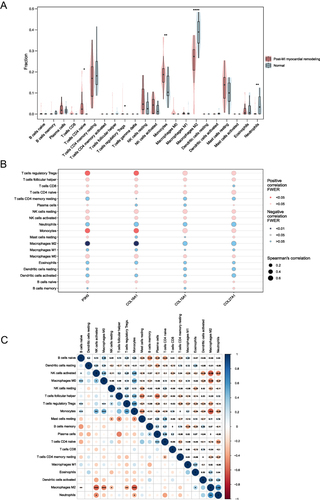 Figure 7 Landscape of immune infiltration between two groups and co-expression patterns among immune cell components. (A) Comparison of immune infiltration between the two groups. The non-significant p-values were hidden. (B) Correlation between the hub genes and 19 infiltrating immune cells. (C) Correlation matrix of 19 immune cells. Red: negative correlation; blue: positive correlation. P-values were calculated using a Mann–Whitney U-test. *P < 0.05; **P < 0.01; ***P < 0.001; ****P < 0.0001.