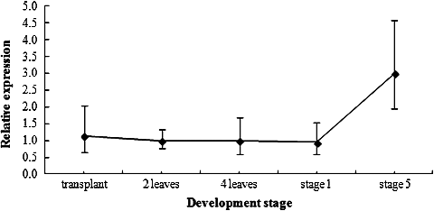 Figure 4. BrcSPL8 expression in the apices during different developmental stages.