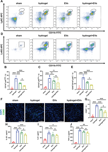 Figure 5 Intranasal delivery of EVs in the hydrogel inhibited inflammation. (A) Representative flow cytometry plots showing Ly6Chigh monocyte and Ly6Clow monocytes/macrophages (CD45+CD11b+) in peripheral blood. and quantification of monocytes/macrophages (Ly6Chigh or low) in peripheral blood. (n=5) (B and C). (D) Representative flow cytometry plots showing neutrophils (CD45+CD11b+Ly6G+) in peripheral blood and quantification of neutrophils in peripheral blood. n=5. (E). (F) Representative images of ventricles staining CD68 (green) showing the infiltration status of macrophages and quantification of CD68+ Cells. (n=5) (G). ELISA analysis of inflammatory factors IL-1 (H), IL-6 (I) and TNF-α (J) in peripheral blood. (n=5). (*P < 0.05, **P < 0.01, ***P < 0.001).