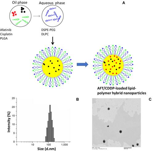 Figure 1 (A) A schematic of cisplatin- and afatinib-loaded lipid–polymer hybrid nanoparticles prepared via emulsification. (B) The particle size distribution as revealed by dynamic light scattering. (C) Nanoparticle morphology as revealed by transmission electron microscopy.