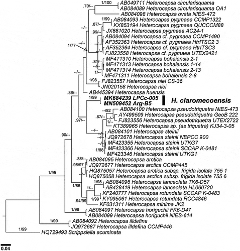 Fig. 49. Phylogenetic tree of the ITS rDNA showing the relationships between Heterocapsa claromecoensis (in bold) and other Heterocapsa species. Internal node supports are posterior probabilities (Bayesian analyses) and bootstrap values (Maximum likelihood). Hyphens indicate posterior probabilities < 0.6 and/or bootstrap values < 60