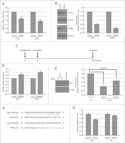 Figure 3. PP1γ is a target of miR-34a. (A) Cal51 cells were transfected with 50 nM miR-34a mimic or Luc siRNA and harvested 72 h post-transfection for analysis. qRT-PCR of PP1γ and CDK6 was performed (one-way ANOVA with Dunett's post-test; *P < 0.05) (n = 4; ±SEM). (B) Western blot analysis. The densitometry graph was generated from 4 independent experiments. (2-way ANOVA with Bonferroni's post-test; ***P < 0.001) (n = 4; ±SEM). (C) Experimental scheme. Cal51 cells were irradiated with 9 Gy, 5 h after transfection with miR-34a inhibitor or Luc siRNA. The cells were analyzed 72 h post-transfection. (D) qRT-PCR of PP1γ and CDK6 mRNA expression. The plotted values show the mean ±SEM (one-way ANOVA with Dunett's post-test; **P < 0.01, ***P≤ 0.001, respectively) (n = 4). (E) Western blot analysis of the miR-34a inhibitor experiment. The densitometry graph shows the mean ±SEM of 3 independent experiments. The values of the samples were first normalized to β-actin, and then subsequently normalized to 0 Gy Luc siRNA transfected samples (2-way ANOVA with Bonferroni's post-test; *P < 0.05) (n = 3). (F) Schematic showing psiCHECK2-PP1γ_3′UTR constructs with either the wild-type (WT) or mutant (mt) forms of the predicted miR-34a seed match sequence in the PP1γ 3′UTR. Black lines between bases represent seed match. Gray line and colon represent base pair and wobble-base pair respectively. Bases in gray represent mutations introduced to disrupt matches between miR-34a and PP1γ. (G) Cal51 cells were co-transfected with psiCHECK2-PP1γ_3′UTR WT or mt and negative control miRNA or miR-34a mimic. Fluorescence was measured 72 h post-transfection. Reporter Renilla fluorescence values were normalized to Firefly luciferase fluorescence encoded in the same plasmid. Plots show the mean ±SEM (2 tailed t-test with Bonferroni's post-test; **P ≤0.01) (n = 4).