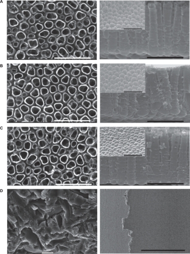 Figure 3 FE-SEM images of top view (first column), cross-section (second column), and bottom view (inset) of the nanotube implants formed in 1M H3PO4 + 0.4 wt.% HF at 20 V for A) 30 minutes, B) one hour, C) three hours (scale bar = 500 nm) and D) the blasted implants formed using 100–150 μm particles of TiO2 (scale bar = 5 μm).