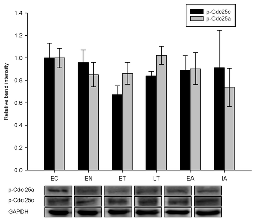 Figure 6. The relative phosphorylation state of Cdc25 in ground squirrel liver over six stages of the torpor-arousal cycle. Sample western blots shown p-Cdc25a (Ser-76) and p-Cdc25c (Ser-216) contents along with the housekeeping protein, GAPDH. Data are means ± SEM, n = 4–5 independent trials on tissues from different animals. a - values were significantly different from corresponding EC values, p < 0.05.