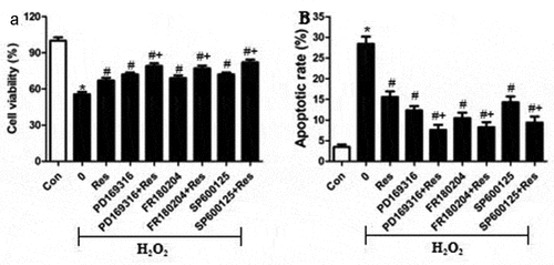 Figure 6. MAPK signaling inhibitors mimic and reinforce the effects of resveratrol on H2O2-induced apoptosis of RGC-5 cells. Cells were pre-exposed for 4 h to resveratrol (Res, 10 μM), PD169316 (1.25 μM), FR180204 (1.25 μM), or SP600125 (1.25 μM), or the combination of resveratrol with each of these inhibitors. Then cells were treated for 24 h with 200 μM H2O2. (a) Cell viability was detected using the CCK8 assay (b) Apoptosis was analyzed using flow cytometry. *P< 0.05 vs control group, #P< 0.05 vs H2O2-treated group, +P< 0.05 vs H2O2+ Res group
