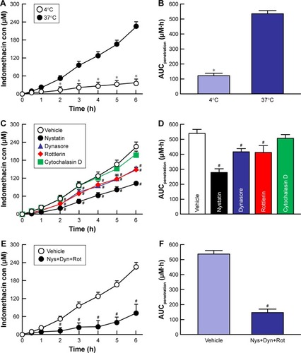 Figure 5 Effect of endocytosis pathways on in vitro transcorneal penetration of IMC-NPs in rabbit corneas.Notes: (A) Penetration profile of indomethacin in IMC-NPs at 4°C and 37°C. (B) AUCpenetration of indomethacin in IMC-NPs at 4°C and 37°C. Penetration profile (C) and AUCpenetration (D) of indomethacin in IMC-NPs by treatment with individual endocytosis inhibitors. Penetration profile (E) and AUCpenetration (F) of indomethacin in IMC-NPs by multi-treatment with nystatin, dynasore and rottlerin (Nys+Dyn+Rot). n=5–8. *P<0.05 vs 37°C. #P<0.05 vs vehicle for each category. AUCpenetration was significantly decreased by the combination of nystatin, dynasore and rottlerin, and the decreased AUCpenetration levels were similar to those at 4°C in rabbit cornea.Abbreviations: AUCpenetration, area under the drug concentration–time curve in the reservoir chamber; con, concentration; IMC-NPs, ophthalmic formulation containing indomethacin nanoparticles.