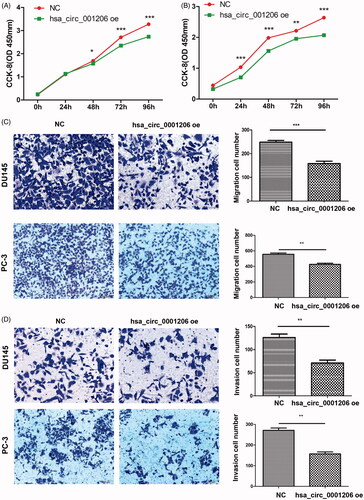 Figure 7. Overexpression of hsa_circ_0001206 inhibits the proliferation, migration, and invasion of PCa cells. (A) CCK-8 assay in DU145 cells. (B) CCK-8 assay in PC-3 cells. (C) Migration assays. (D) Invasion assays. Effective migrating or invading cells were counted and photographed. Original amplification, ×200. The histogram displays the quantitative analysis of migrating or invading cells. The results are presented as the mean ± SEM. *p < .05, **p < .01, ***p < .001.