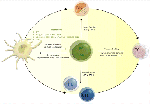 Figure 1. How γδ T cells can contribute to the antitumor efficacy of dendritic cell (DC)-based vaccination. It can be postulated that DC vaccination has the ability to activate γδ T cells and initiate their expansion. In turn, activated γδ T cells can (I) further stimulate vaccine and host DCs indirectly supporting sustained antitumor T-cell immunity and NK-DC crosstalk, (II) fulfil their immunomodulatory function through the secretion of pro-inflammatory cytokines regulating innate (natural killer cells) and adaptive (T cells) cellular immunity, and (III) directly kill tumor cells. Abbreviations: CTL, cytotoxic T lymphocyte; DC, dendritic cell; DNAM, DNAX accessory molecule; FASL, Fas ligand; IFN, interferon; IL, interleukin; IPP, isopentenyl pyrophosphate; NK, natural killer cells; TC, tumor cell; TCR, tumor cell; Th1, T-helper 1 cell; TNF, tumor necrosis factor; TRAIL, TNF-related apoptosis-inducing ligand.