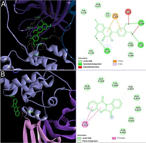 Figure 4. Interaction of representatives of phytoligands, quercetin, and tryptanthrin with SARS-CoV-2 3CLpro and PLpro, respectively (Mani et al. Citation2020) (Reuse permission was obtained from Elsevier, Licence number: 5034780990710).