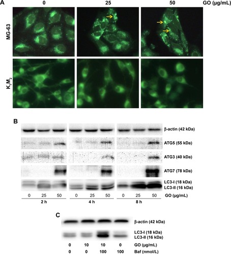 Figure 7 GO stimulates autophagy in MG-63 cancer cells.Notes: (A) MG-63 and K7M2 cells were exposed to 0, 25, 50 µg/mL GO for 2 h, respectively. Autophagy-related punctate structures in the cells were dyed by MDC solution and examined under a fluorescence microscope at ×40 magnification. Yellow arrows: autophagosomes. (B) MG-63 cells were stimulated with 25 and 50 µg/mL GO for 2, 4, and 8 h. The ratios of cytosolic LC3-I and lipidated autophagosome-bound LC3-II, ATG5, ATG3, and ATG7 were determined by Western blot. (C) To test the autophagic flux, MG-63 cells were stimulated with 25 µg/mL GO for 8 h and 100 nmol/L Baf was added 4 h before the cells were harvested.Abbreviations: Baf, bafilomycin A1; GO, graphene oxide; MDC, dansylcadaverine.