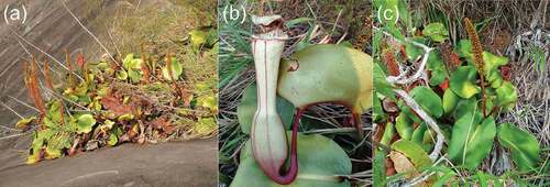 Figure 1. (a) Typical habitat, (b) pitcher and (c) flowering plant of Nepenthes clipeata growing on the granite rock at Gunung Kelam, West Kalimantan, Indonesia. Photographic credit: M. Mansur.
