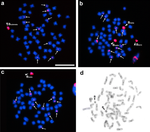 Figure 3. Somatic chromosomes of Prochilodus lineatus after in situ hybridization using a B acrocentric (Bsm) chromosome variant probe. In (a) metaphase cell with two metacentrics and one acrocentric variant B chromosome; (b) metaphase with one metacentric variant B chromosome; (c) metaphase with one submetacentric variant B chromosome; (d) metaphase after C-banding treatment showing heterochromatic blocks in the centromeric and pericentromeric regions on chromosomes of the normal complement. Arrowheads highlight metacentric, submetacentric and acrocentric B chromosomes and arrows points to marked sites located on chromosomes of the normal set. Bar = 10 μm.