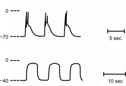 Figure 1 Voltage profiles of electrical activity in cat small intestinal smooth muscle.