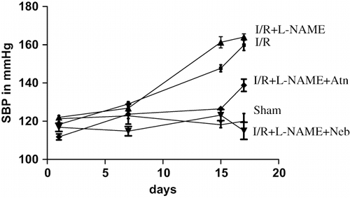 Figure 1. Mean systolic blood pressure in rats subjected to 45-minute ischemia and 24 hours reperfusion in sham-operated, I/R control, I/R+L-NAME, I/R+L-NAME+Neb, and I/R+L-NAME+Atn groups. Unit: mmHg. Values are expressed as mean ± SEM for six animals in the group. ***p < 0.001 sham vs. I/R control and I/R+L-NAME, ***p < 0.001 I/R+L-NAME+Neb vs. I/R control and I/R+L-NAME.