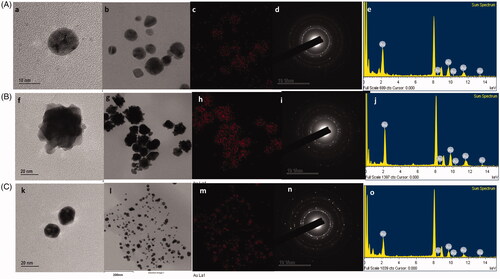 Figure 2. TEM analysis of (A) DCY51T-AuCKNps, (B) DCY51T-DoxorubicinNps and (C) DCY51T-RifaximinNps. TEM images of (a, b) DCY51T-AuCKNps, (f, g) DCY51T-DoxorubicinNps and (k, i) DCY51T-RifaximinNps. Gold distribution of (c) DCY51T-AuCKNps, (h) DCY51T-DoxorubicinNps and (m) DCY51T-RifaximinNps. SAED of (d) DCY51T-AuCKNps, (i) DCY51T-DoxorubicinNps and (n) DCY51T-RifaximinNps. EDX of (e) DCY51T-AuCKNps, (j) DCY51T-DoxorubicinNps and (o) DCY51T-RifaximinNps.