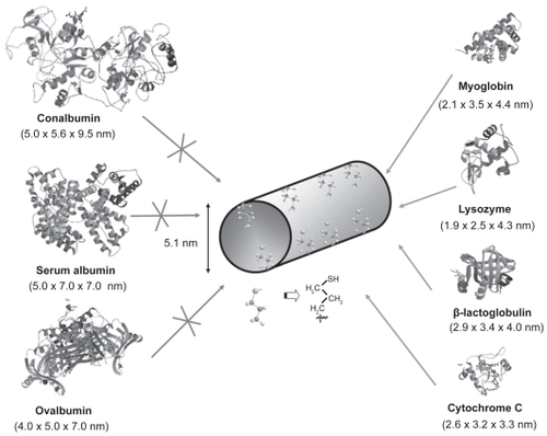 Figure 2 Schematic representation of the structure of different proteins with diverse dimensions (CitationRCSB 2008) compared to thiol-functionalized SBA-15.