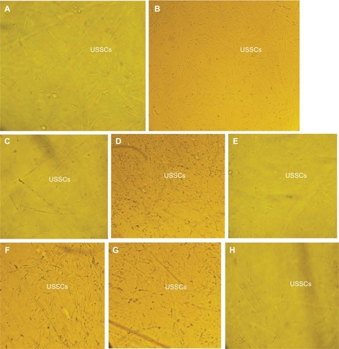 Figure 9 Unrestricted somatic stem cell culture on A) normal (untreated polystyrene), B) control surfaces, C) polystyrene treated with argon plasma for 30 seconds, D) polystyrene treated with argon plasma for 60 seconds, E) polystyrene treated with argon plasma for 180 seconds, F) polystyrene treated with oxygen plasma for 30 seconds, G) polystyrene treated with oxygen plasma for 60 seconds, and H) polystyrene treated with oxygen plasma for 180 seconds.