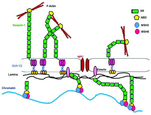 Figure 8. Model illustrating Nesprin-1 and MMR interaction. The Nesprin-1 interaction with MSH2 and MSH6 (MutSα complex) is a constitutive cellular event required for proper DNA repair. Therefore, a defect in this interaction chain leads to genome instability.