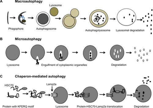 Figure 1 Three different types of autophagy response allow degradation of cytosolic content and organelles in the lysosome.