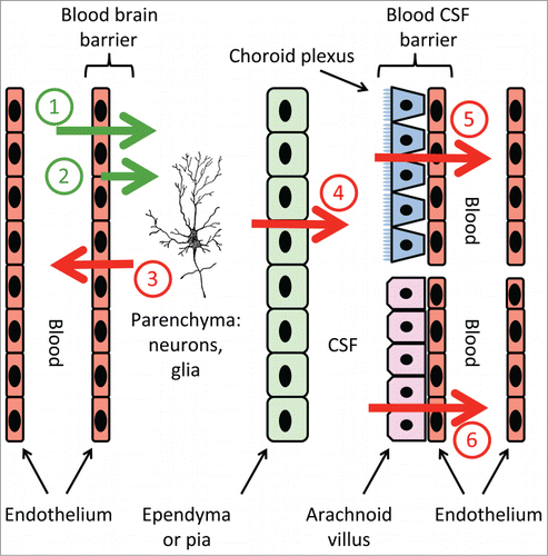 Figure 1. Transport pathways that might be involved when PGE2 signals fever in the brain. The green arrows show translocation of systemic PGE2 across the brain capillary endothelium, or the sided release of endothelium-derived PGE2, into the brain parenchyma. The red arrows show termination of PGE2 signaling via removal of PGE2. Numbers on arrows are discussed in the text.