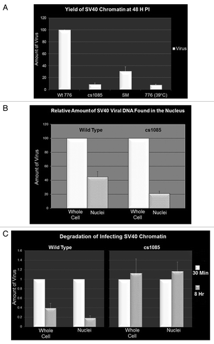 Figure 2. Methylation of histone H3 affects infectivity and stability of infecting SV40 chromatin. Cells were infected with equal amounts (based upon real time quantitation of the SV40 DNA present in virions) of wild-type 776, cs1085, SM or 776 grown at 39°C virus. SV40 DNA or minichromosomes were isolated at the times indicated and quantitated by real time PCR. (A) Yield of SV40 DNA at 48 h PI following infection with wild-type 776, cs1085, SM virus or 776 grown at 39°C. (B) SV40 DNA present in cells or nuclei infected with equal amounts of 776 or cs1085 virus at 30 min PI. C. SV40 DNA present in cells infected with equal amounts of 776 or cs1085 virus at 30 min and 8 h PI.