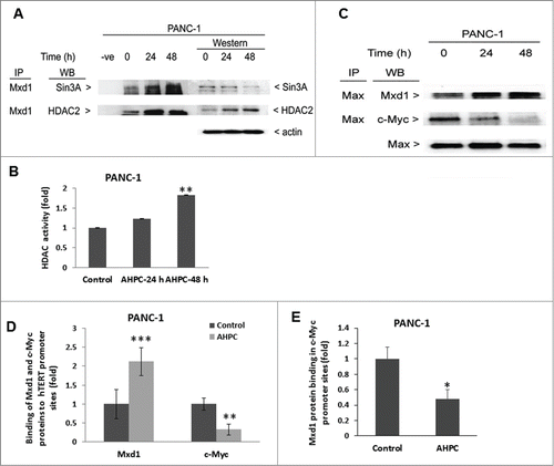 Figure 4. Mxd1 recruited Sin3A repressor complexes in the presence of 3-Cl-AHPC and heterodimerized with Max protein. (A) 3-Cl-AHPC increased Mxd1 protein binding with Sin3A and HDAC2 as demonstrated by co-immunoprecipitation. (B) 3-Cl-AHPC enhanced HDAC activity in cells. (C) Mxd1 increased its binding with Max protein whereas that of c-Myc with Max decreased in nuclear extracts of 3-Cl-AHPC treated cells. (D) 3-Cl-AHPC increased Mxd1 protein binding to the hTERT promoter whereas that of c-Myc to the hTERT promoter was concomitantly decreased as demonstrated by CHIP assay. (E) Mxd1 protein binding decreased in c-Myc promoter. Error bars represent the mean of 3 separate determinations ± SD. *, ** and *** (<0 .05, < 0.01 and <0 .001, respectively) were significantly between control and treated cells using the t-Test