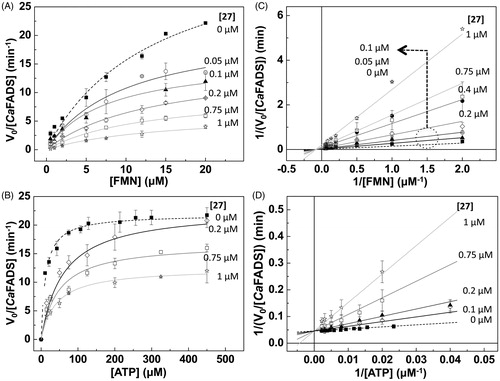 Figure 4. Hit 27 as an inhibitor of the FMNAT activity of CaFADS. Michaelis–Menten plots at different concentrations of 27 and saturation (A) of ATP and (B) of FMN. Lineaweaver–Burk representations with global fit to (C) non-competitive inhibition at saturating ATP and (D) competitive inhibition at saturating FMN. Reaction rates obtained in 20 mM PIPES, pH 7.0, 10 mM MgCl2, at 25 °C, with 15 μM FMN and 10–450 μM ATP (FMN saturating) or with 350 μM ATP and 0.5–20 μM FMN (ATP saturating). All samples contained 2.5% DMSO (n = 3, mean ± SD).