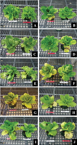 Fig. 1 (Colour online) Photographs of the 10 lettuce cultivars infected with Xanthomonas campestris pv. vitians and their corresponding controls sprayed with saline. The photographs were taken 7 d post inoculation. The cultivars used were as follows: BRG, ‘Batavia Reine des glaces’ (a); CHI, ‘Chief’ (b); EST, ‘Estival’ (c); GOR, ‘Gorilla’ (d); HOC, ‘Hochelaga’ (e); LIG, ‘Little Gem’ (f); PIC, ‘Parris Island Cos’ (g); ROM, ‘Romora’ (h); TUR, ‘Turbo’ (i); VIV, ‘Vista Verde’ (j). Red tags are shown in front of the experimental plants sprayed with Xcv and white tags are shown in front of the controls sprayed with saline only.