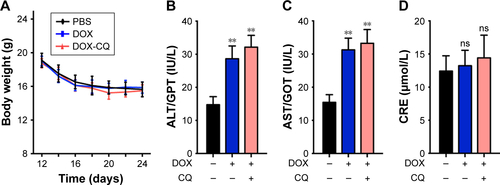 Figure S1 (Attached to Figure 3) (A) The body weight of nude mice bearing A2780 cells was measured in control, DOX and DOX-CQ groups (n=6). (B) The levels of alanine aminotransferase/glutamic-pyruvic transaminase (ALT/GPT) were detected in nude mice bearing A2780 cells received DOX (5 mg/kg) with or without CQ (5 mg/kg) (n=6). (C) The levels of aspartate aminotransferase/glutamic oxalacetic transaminase (AST/GOT) were detected in nude mice bearing A2780 cells received DOX (5 mg/kg) with or without CQ (5 mg/kg). (D) The concentrations of CRE were detected in nude mice bearing A2780 cells received DOX (5 mg/kg) with or without CQ (5 mg/kg). **P<0.01.Abbreviations: CQ, chloroquine; CRE, creatinine; DOX, doxorubicin; ns, not statistically significant.