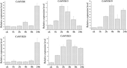 Figure 6. Relative expression level of the five CsMYB genes under low temperature treatment.