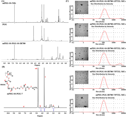 Figure 2 (A) 1H-NMR spectra of mPEG-SS-NH2 in CDCl3, PGG in D2O, and mPEG-SS-PGG-SS-IR780 in CDCl3. (B) 1H-NMR spectra of mPEG-SS-PGG-7 in D2O (hydrolysis for 7 h). (The red text represented the characteristic hydrogen atoms of mPEG-SS-PGG-7 as well as their chemical shifts.) (C) Diameter and size distribution of mPEG-SS-PGG-SS-IR780-1/PTXL MCs (hydrolysis for 1 h), mPEG-SS-PGG-SS-IR780-3/PTXL MCs (hydrolysis for 3 h), mPEG-SS-PGG-SS-IR780-5/PTXL MCs (hydrolysis for 5 h), mPEG-SS-PGG-SS-IR780-7/PTXL MCs (hydrolysis for 7 h), and mPEG-PGG-IR780-7/PTXL MCs (hydrolysis for 7 h) by DLS and TEM. Scale bar: 0.5 μm.