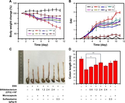 Figure 5 CA/BaSO4 microcapsule-mediated Bifidobacterium delivery for DSS-induced colitis treatment in mice. (A) Loss of basal body weight under different treatments during the disease process. a, normal; b, DSS; c, CA/BaSO4 microcapsule-encapsulated 0.6×109 CFU Bifidobacterium; d, CA/BaSO4 microcapsule-encapsulated 1.2×109 CFU Bifidobacterium, e. CA/BaSO4 microcapsule-encapsulated 2.4×109 CFU Bifidobacterium; f, free 2.4×109 CFU Bifidobacterium; g, sulfasalazine; h, free CA/BaSO4 microcapsules. (B) DAI under different treatments. (C) The macroscopic appearances and length of colons (D) from each group of mice under different treatments (n=6 per group). Data are presented as mean ± standard error of the mean. *P<0.05, **P<0.01 vs DSS-treated alone group at the same day.Abbreviations: CA/BaSO4, chitosan-coated alginate microcapsule loaded with in situ synthesized barium sulfate; DSS, dextran sulfate sodium; DAI, disease activity index.