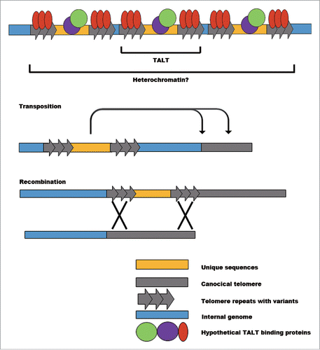 Figure 2. Possible mechanisms of TALT duplication in telomere maintenance. Each TALT has its own unique sequence flanked by telomere repeats. While the protein products encoded by unique sequences do not seem to be critical players in regulating telomere maintenance, specific DNA binding proteins may have functional roles such as inducing heterochromatin, upregulating transposition activity and enhancing recombination events.