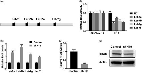 Figure 5. LncRNA H19 binds to let-7 family and regulates HRAS expression. (A) Schematic diagram of let-7 family binding sites on H19. (B) Luciferase reporter assay of pSi-check2 plasmid contains H19 and transfected with let-7 family. (C) The mRNA levels of let-7 family were determined in CNE1 cells transfected with shH19. (D) The HRAS levels in CNE1 cells transfected with shH19 were determined by qPCR. (E) The HRAS levels in CNE1 cells transfected with shH19 were determined by western blot. Data are mean + SD. **p < .01 and ***p < .001.