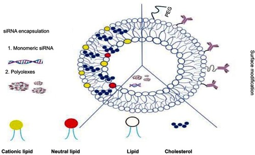 Figure 3 A schematic representation of several strategies for encapsulating siRNA in liposomes.