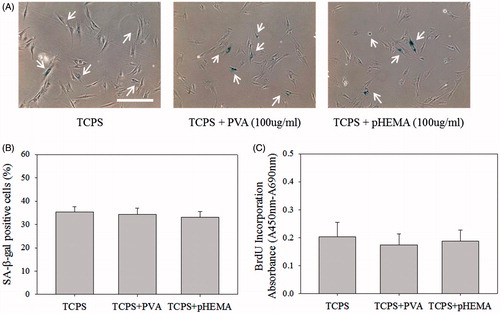Figure 6. Soluble-form PVA and pHEMA (100 µg/ml) directly added into cells cultured on TCPS. (A) SA β-gal staining images of cells. Scale bar = 200 μm. (B) The percentages of cells stained by SA β-gal. (C) BrdU incorporation assay of cells (n = 4).